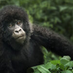 Gorilla Conservation Efforts and Programs