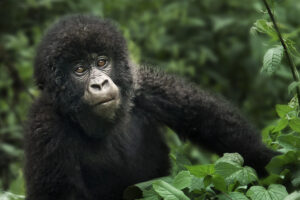 Gorilla Conservation Efforts and Programs