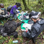 Gorilla Doctors: Behind the Scenes in Conservation