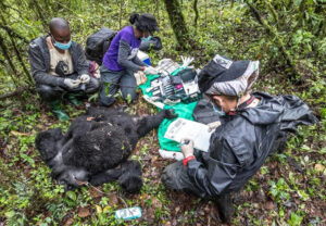 Gorilla Doctors: Behind the Scenes in Conservation