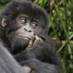 Gorilla Photography Tips for Beginners