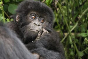 Gorilla Photography Tips for Beginners