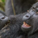 Why is Gorilla Trekking So Expensive?
