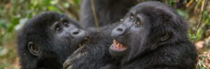 Gorilla Families in Rushaga Sector