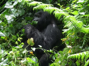 Gorilla Tracking