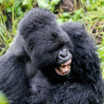 Uganda Gorilla Habituation Experience Cost