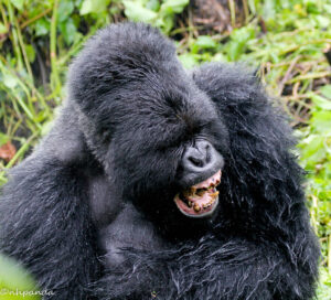 Uganda Gorilla Habituation Experience Cost