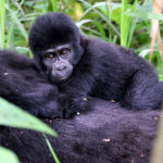 Luxury Gorilla Trekking Safaris and Tours in Uganda
