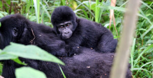Luxury Gorilla Trekking Safaris and Tours in Uganda