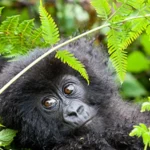 Gorilla Trekking and Wildebeest Migration in One Trip