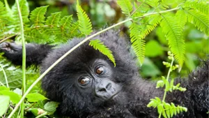 Gorilla Trekking and Wildebeest Migration in One Trip