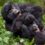 Gorilla Trekking in Bwindi: A Life-Changing Encounter