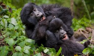 Gorilla Trekking in Bwindi: A Life-Changing Encounter