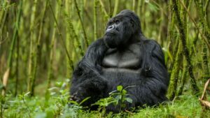 Gorilla Trekking in Rwanda vs Uganda: Which Is Best?