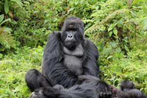 Gorilla Trekking12