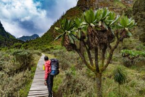 Hiking the Rwenzori Mountains: Africa’s Hidden Alps