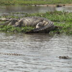 Kazinga Channel – The Lifeline of Queen Elizabeth National Park
