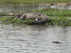 Kazinga Channel – The Lifeline of Queen Elizabeth National Park