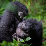 Gorilla Families in Rwanda’s Volcanoes National Park