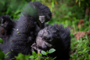 Gorilla Families in Rwanda’s Volcanoes National Park