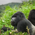 How to Combine Uganda, Rwanda, and Tanzania in One Itinerary