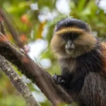 How to Edit Safari Photos for Social Media