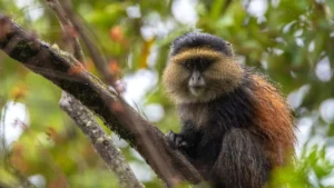 How to Edit Safari Photos for Social Media