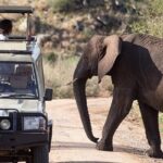 How to Get the Most from a Short Safari