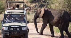 How to Get the Most from a Short Safari
