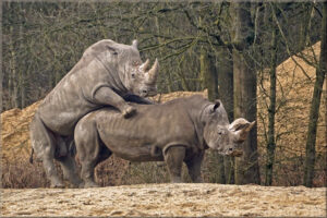 Kenya Uganda Safari3