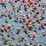 Kenya’s Great Rift Valley Lakes You Must Visit