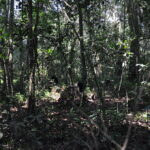 Guided Forest Walks in Kibale National Park