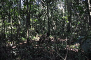 Guided Forest Walks in Kibale National Park