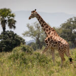 Camping Safaris in Uganda