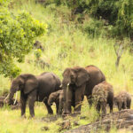 Distance from Kampala to Kidepo Valley National Park – The Journey to Uganda’s Wild Frontier