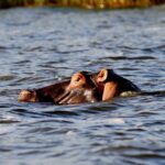 Booking a Boat Cruise in Akagera National Park