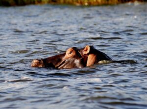 Booking a Boat Cruise in Akagera National Park