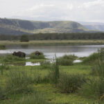 Tree-Climbing Lions of Lake Manyara National Park