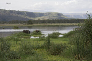 Tree-Climbing Lions of Lake Manyara National Park