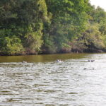 Best Place to See Lesser Flamingos in Uganda