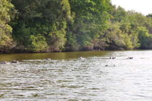 Best Place to See Lesser Flamingos in Uganda