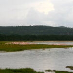 Bird Watching at Lake Nakuru
