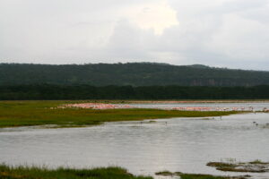 Bird Watching at Lake Nakuru