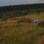 Top 5 Things to Do in Masai Mara National Reserve
