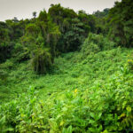 Tanzania Hiking Tours – Conquering Mount Kilimanjaro, the Roof of Africa