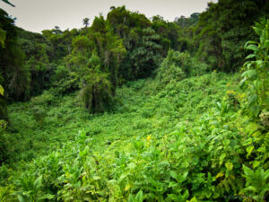 Tanzania Hiking Tours – Conquering Mount Kilimanjaro, the Roof of Africa