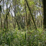 Mountain Climbing & Hiking in Kenya