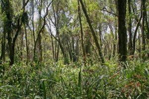 Mountain Climbing & Hiking in Kenya