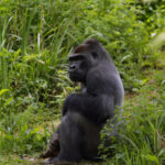 Best Time for Gorilla Trekking & Wildebeest Migration Safari