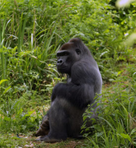 Best Time for Gorilla Trekking & Wildebeest Migration Safari